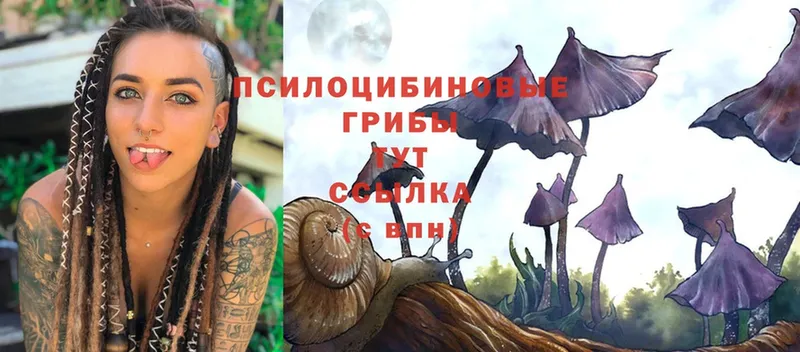 Галлюциногенные грибы Psilocybe  купить наркоту  Пучеж 